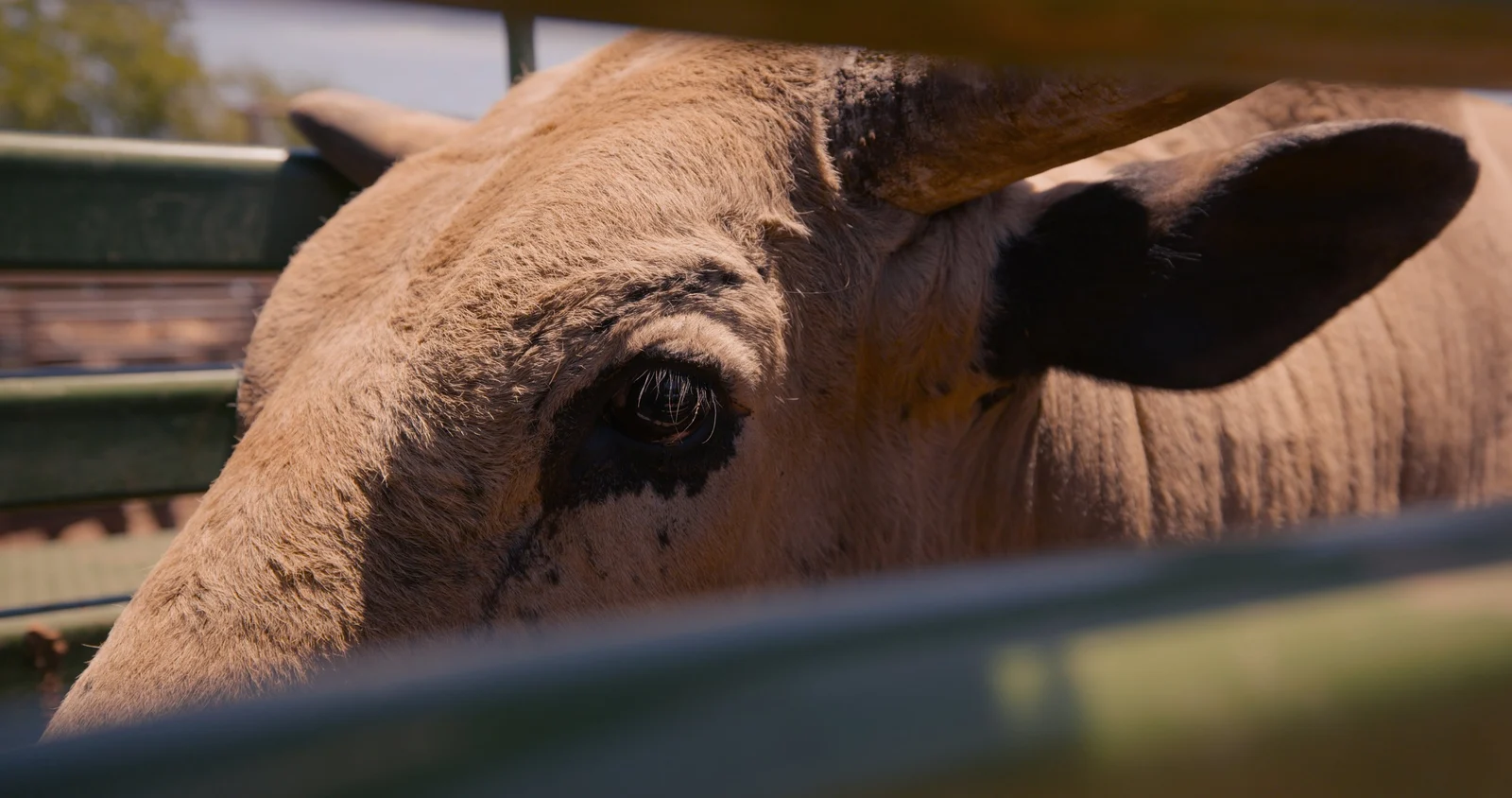A bull photographed close during Side Quest: Ride a Bull
