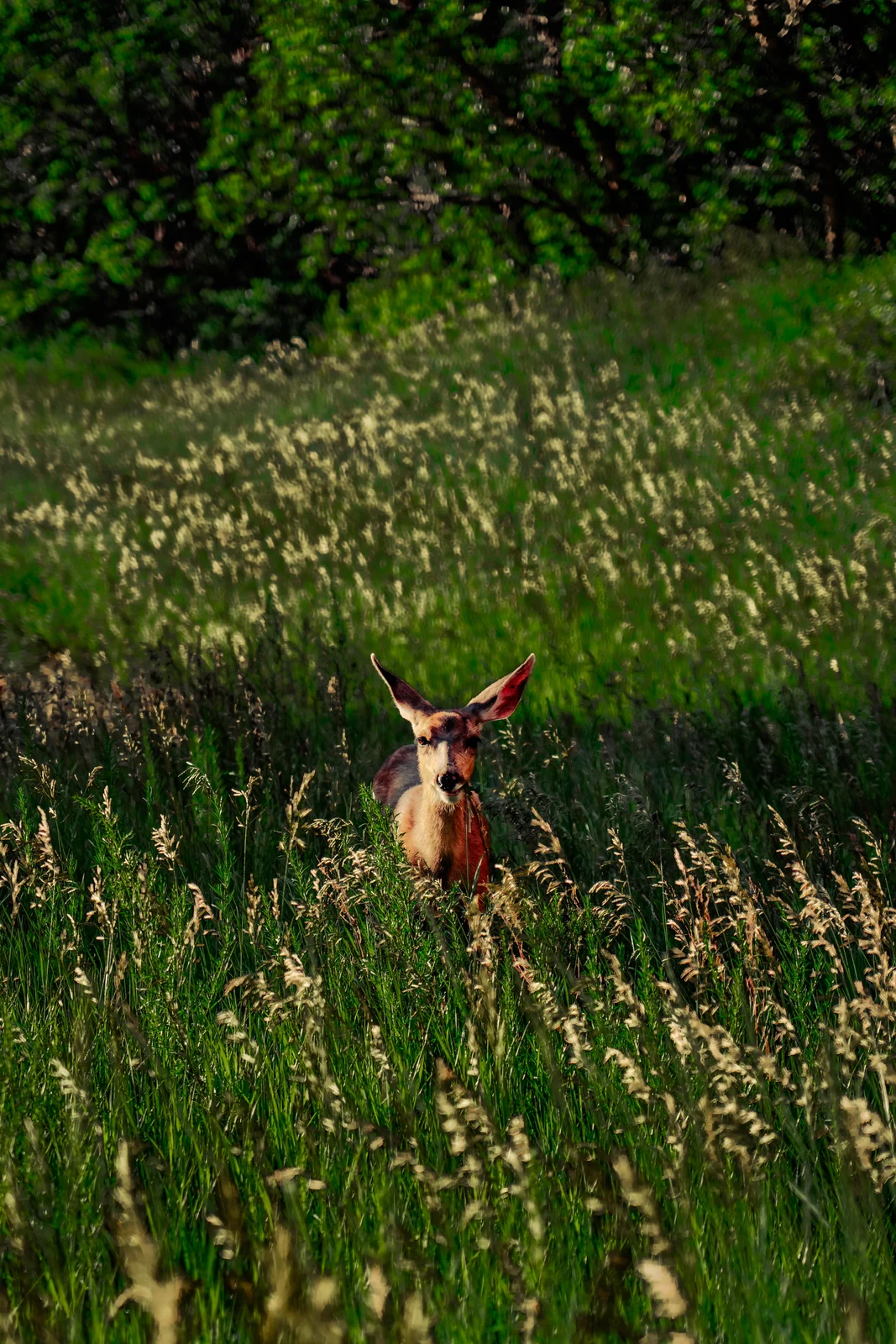 Deer standing in tall grass
