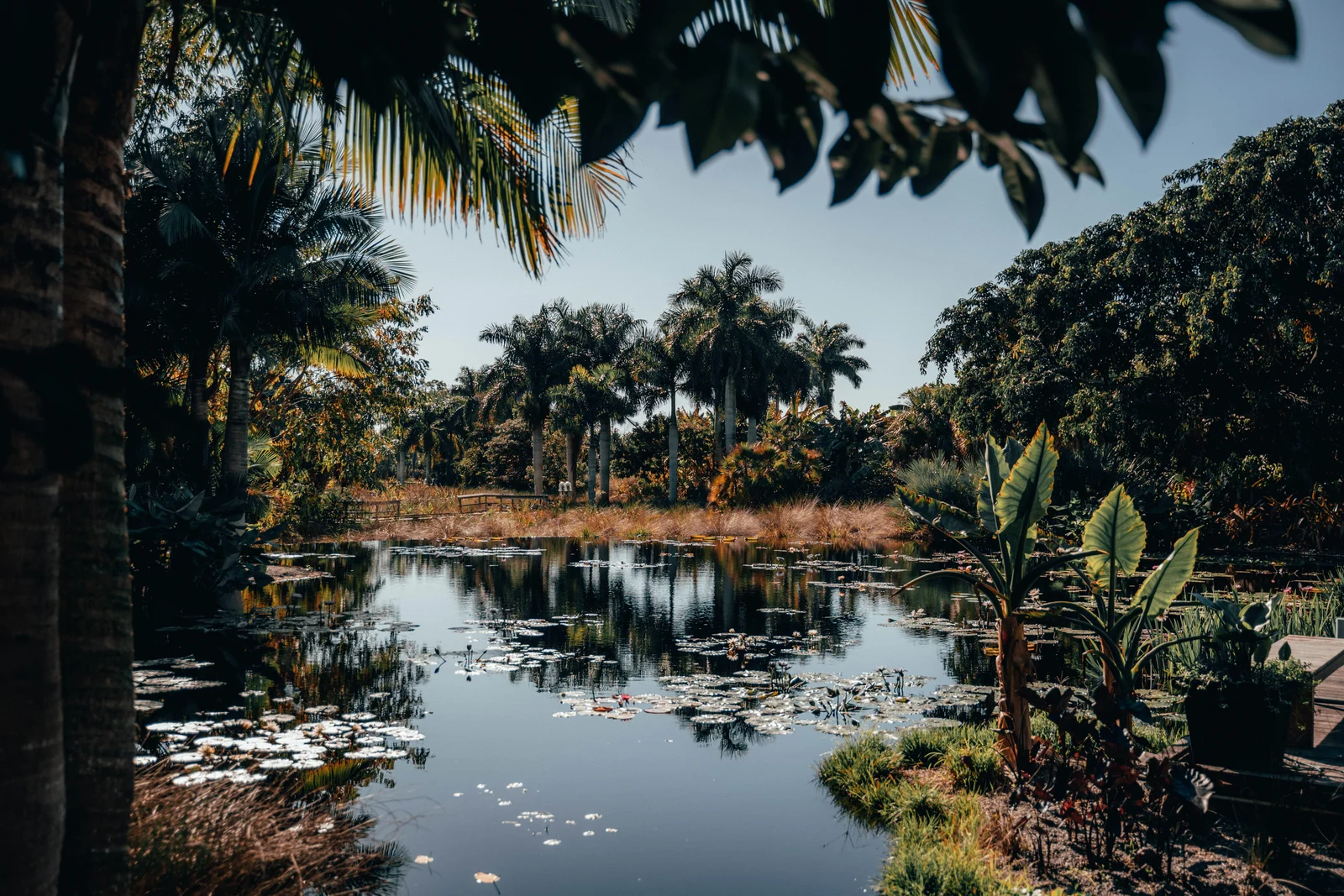 Tropical pond framed by palms